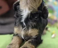 Batty, a female Cockapoo for sale in Galena, MO – 8 of 8