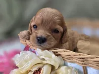 Beau, a male Cavapoo for sale in Galena, MO – 3 of 7