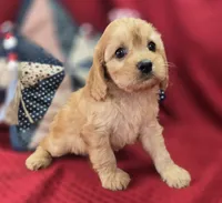 Beau, a male Cavapoo for sale in Galena, MO – 5 of 8