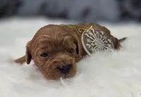 Sleet, a female Cavapoo for sale in Galena, MO – Photo 1 of 5