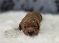 Sleet, a female Cavapoo for sale in Galena, MO – Photo 3 of 5