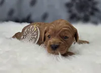 Sleet, a female Cavapoo for sale in Galena, MO – Photo 2 of 5