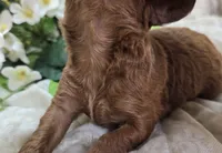 Katydid, a female Cavapoo for sale in Galena, MO – 5 of 5