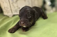 Meeko, a male Cockapoo for sale in Galena, MO – 5 of 6