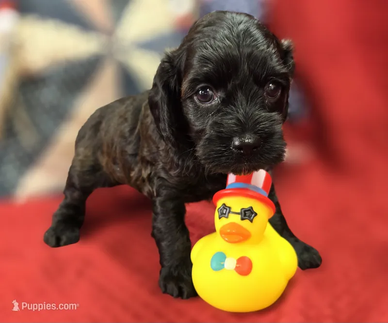 Tinkerbell – Cockapoo puppy for sale in Galena, MO