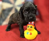 Tinkerbell, a female Cockapoo for sale in Galena, MO – 8 of 9