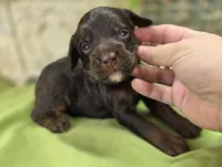 Meeko, a male Cockapoo for sale in Galena, MO – 2 of 6