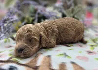 Versace, a male Cockapoo for sale in Galena, MO – 4 of 5