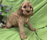 Sprout, a male Cockapoo for sale in Galena, MO – 2 of 6