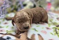 Cerulean, a male Cockapoo for sale in Galena, MO – 4 of 5