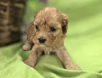 Indigo, a male Cavapoo for sale in Galena, MO – 2 of 8