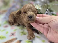 Nigel, a male Cockapoo for sale in Galena, MO – 2 of 5