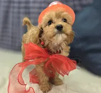 Miles, a male Cavapoo for sale in Galena, MO – 1 of 8