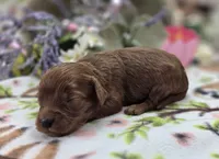 Milan, a male Cockapoo for sale in Galena, MO – 3 of 5