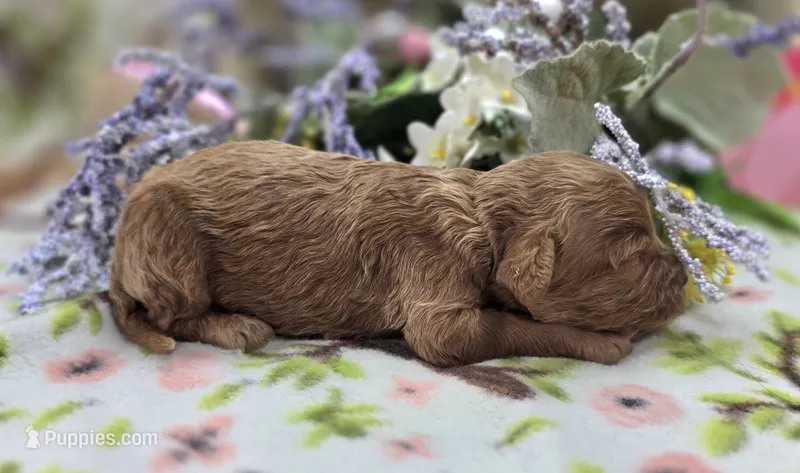 Nigel – Cockapoo puppy for sale in Galena, MO