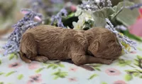 Nigel, a male Cockapoo for sale in Galena, MO – 1 of 5