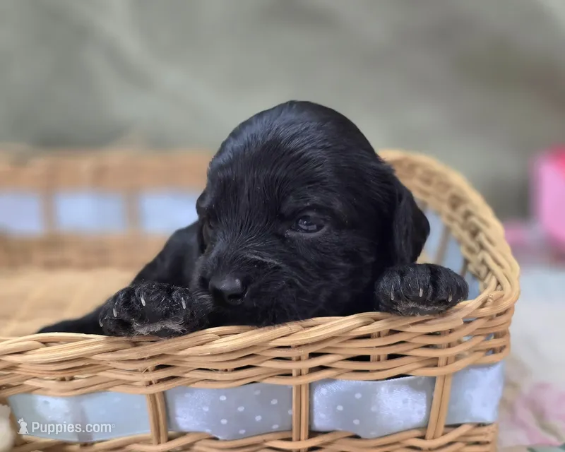 Paisley – Cavapoo puppy for sale in Galena, MO