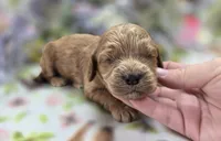 Versace, a male Cockapoo for sale in Galena, MO – 1 of 5