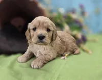 Knotty, a male Cockapoo for sale in Galena, MO – 6 of 7