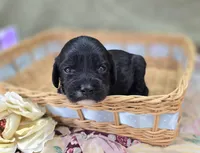 Paisley, a female Cavapoo for sale in Galena, MO – 6 of 6