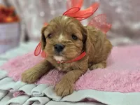 Everest, a male Cavapoo for sale in Galena, MO – Photo 6 of 10