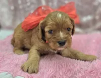 Everest, a male Cavapoo for sale in Galena, MO – Photo 8 of 10