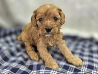 Everest, a male Cavapoo for sale in Galena, MO – Photo 2 of 10