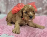 Everest, a male Cavapoo for sale in Galena, MO – Photo 10 of 10