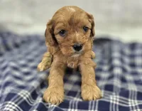 Everest, a male Cavapoo for sale in Galena, MO – Photo 3 of 10