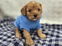 Everest, a male Cavapoo for sale in Galena, MO – Photo 4 of 10