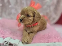 Everest, a male Cavapoo for sale in Galena, MO – Photo 9 of 10