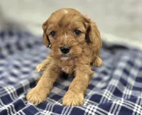 Everest, a male Cavapoo for sale in Galena, MO – Photo 1 of 10