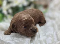 Katydid, a female Cavapoo for sale in Galena, MO – 2 of 5