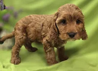 Tulip, a female Cockapoo for sale in Galena, MO – 2 of 8