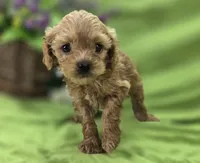 Girdle, a female Cockapoo for sale in Galena, MO – 6 of 7