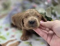Cerulean, a male Cockapoo for sale in Galena, MO – 2 of 5