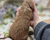 Cashmere, a male Cockapoo for sale in Galena, MO – 5 of 5