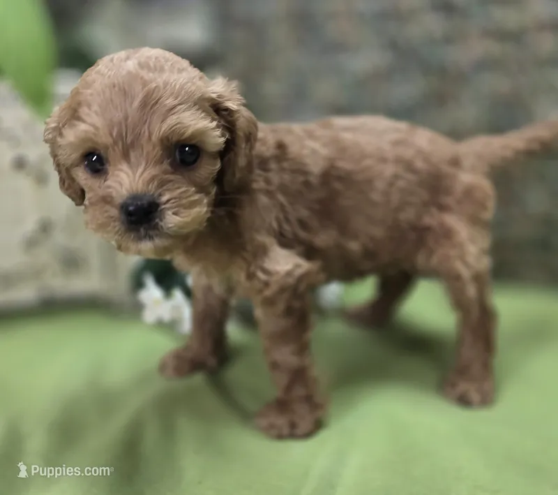Girdle – Cockapoo puppy for sale in Galena, MO