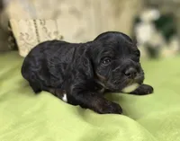 Lady, a female Cockapoo for sale in Galena, MO – 5 of 5