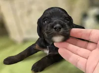 Lady, a female Cockapoo for sale in Galena, MO – 1 of 5