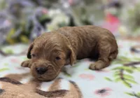 Paris, a female Cockapoo for sale in Galena, MO – 2 of 4