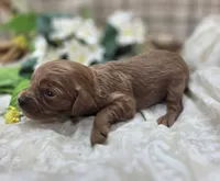Honeybee, a female Cavapoo for sale in Galena, MO – 5 of 5