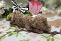 Girdle, a female Cockapoo for sale in Galena, MO – 3 of 5