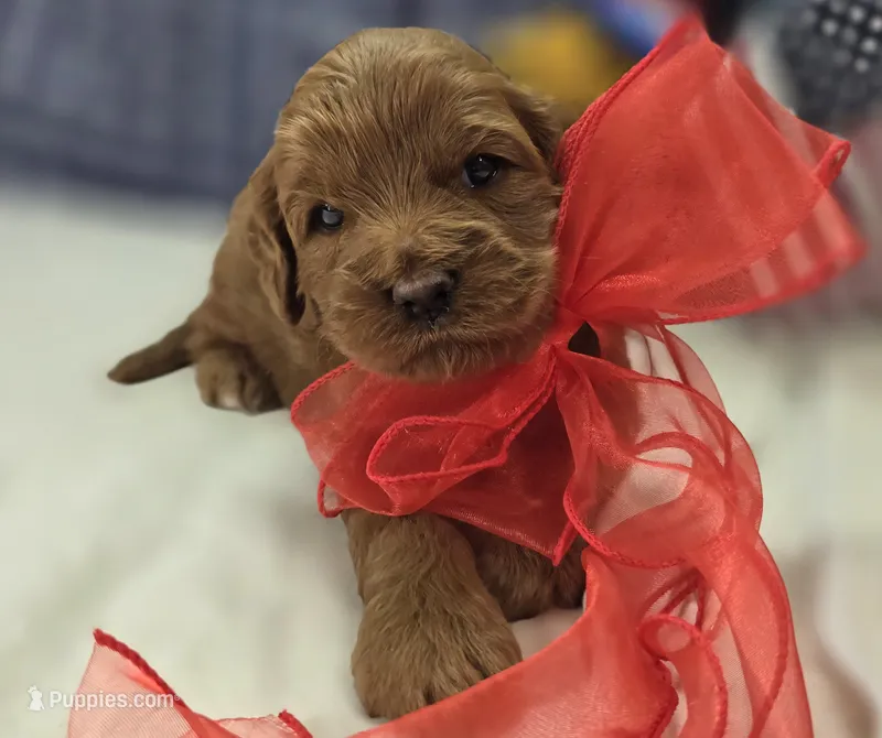 Cherry – Cockapoo puppy for sale in Galena, MO