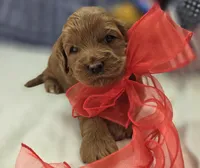 Cherry, a male Cockapoo for sale in Galena, MO – 1 of 5