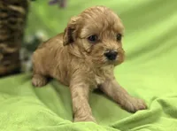 Indigo, a male Cavapoo for sale in Galena, MO – 1 of 8
