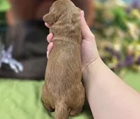 Poppy, a female Cockapoo for sale in Galena, MO – 6 of 7