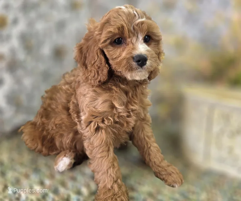 Blizzard – Cavapoo puppy for sale in Galena, MO