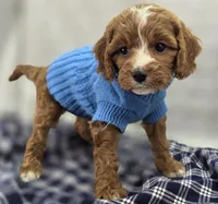 Blizzard, a male Cavapoo for sale in Galena, MO – Photo 2 of 10