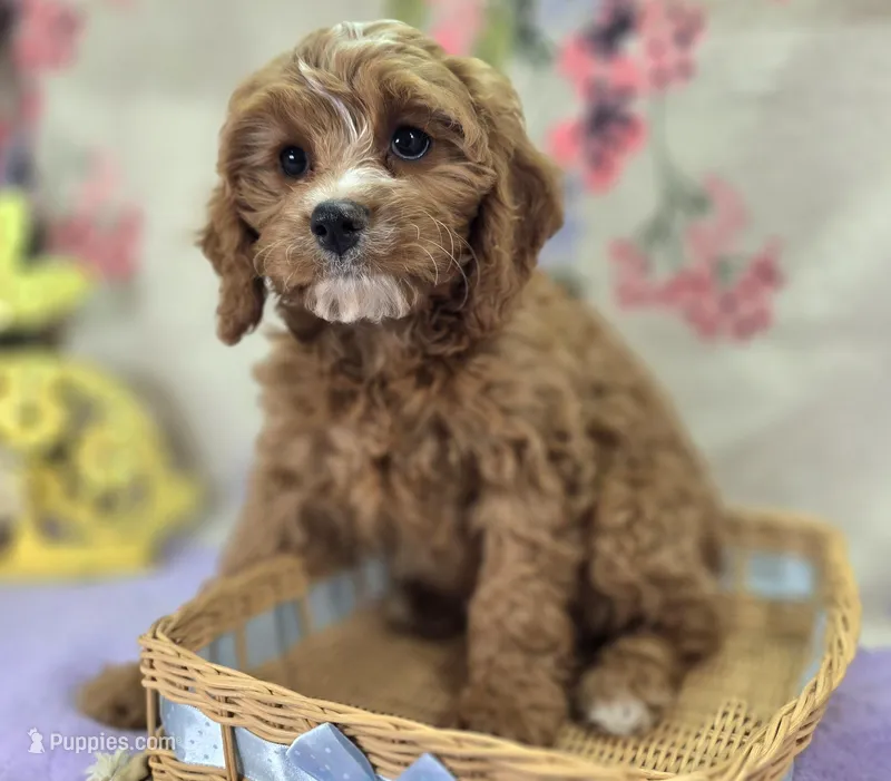 Blizzard – Cavapoo puppy for sale in Galena, MO